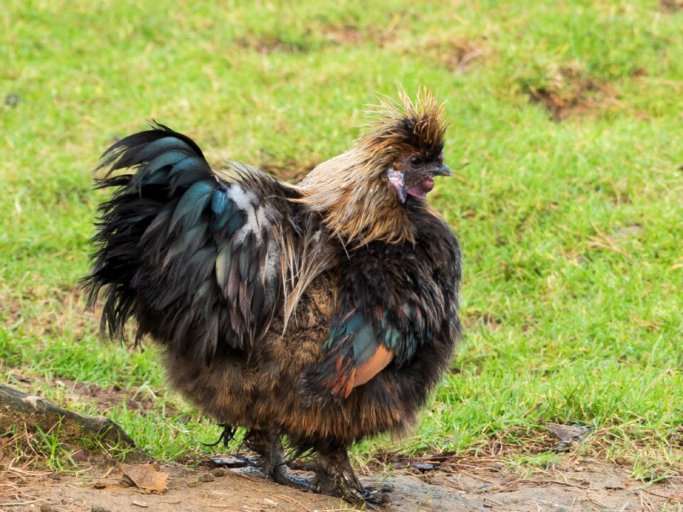Feather gockel animal