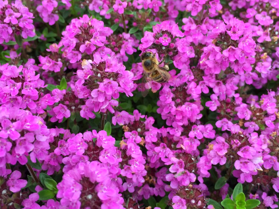 Nature insect close up