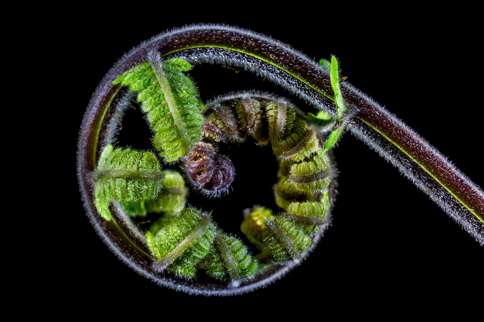 Fern young fern fresh shoots