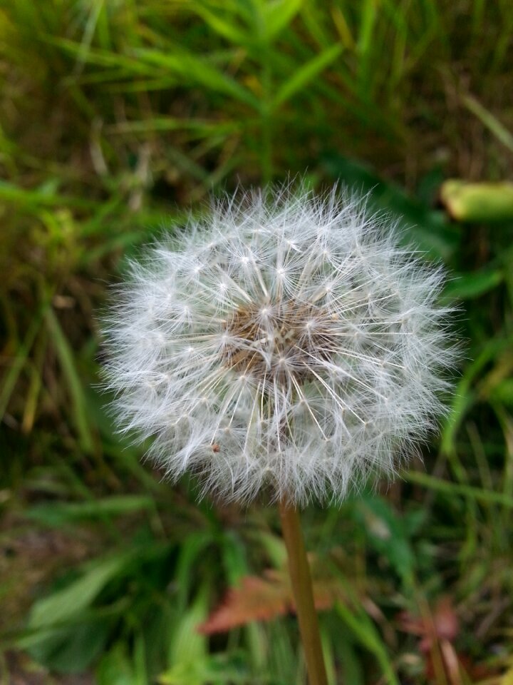 Spring summer spring flower