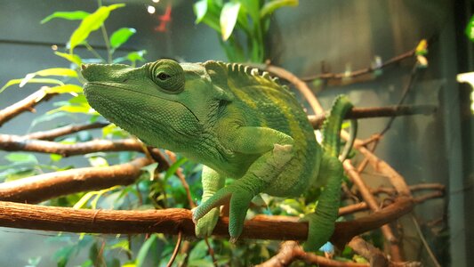 Zoo coloring living nature