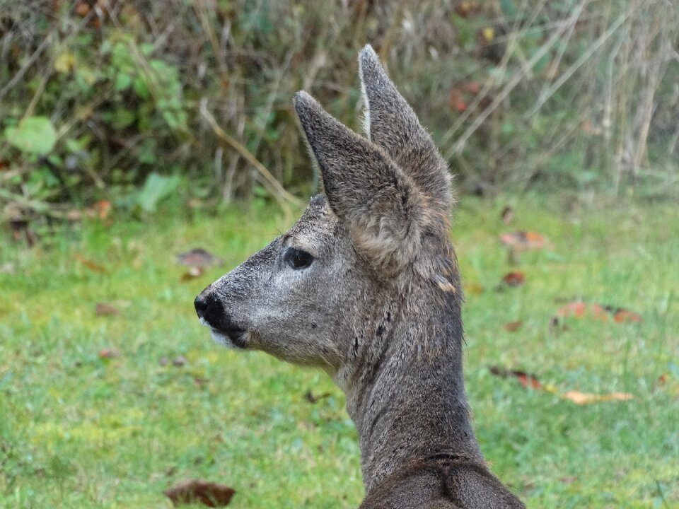 Listen weather mammal
