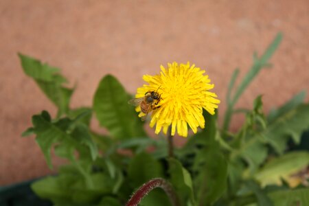 Pollination blooming single