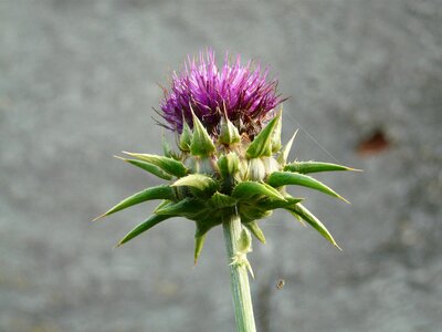 Nature plant violet
