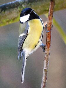 Garden foraging songbird
