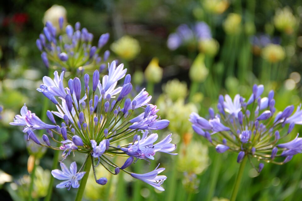 Garden violet park