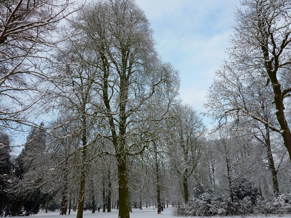 Tree snowy snow landscape photo