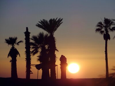 Palms mexico san carlos