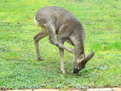 Scratch itching wild animal