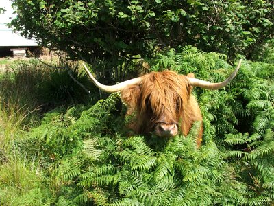 Scottish green cow photo