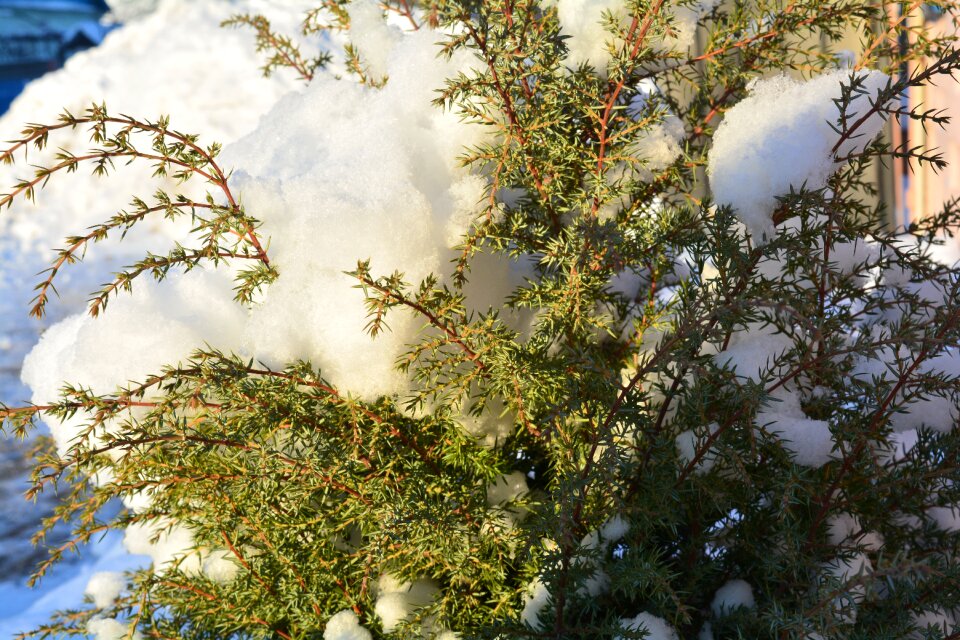 Closeup winter dream living nature