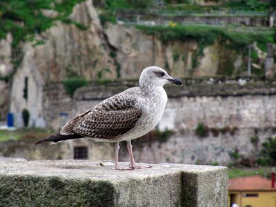 Profile bill water bird