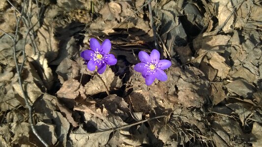 Spring foliage the land