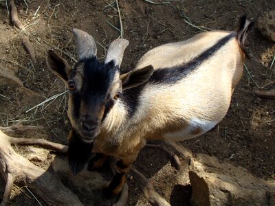 Goat biquette zoo photo