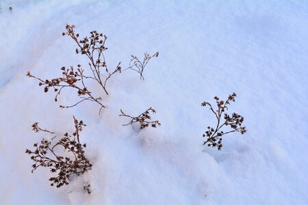 Landscape nature winter shrubs