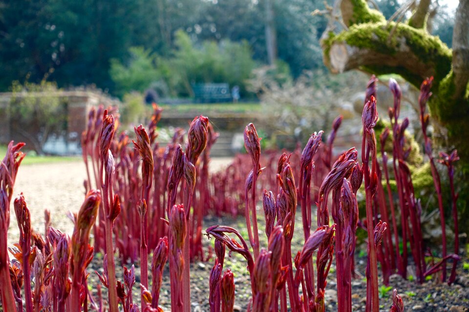 Spring nature organic
