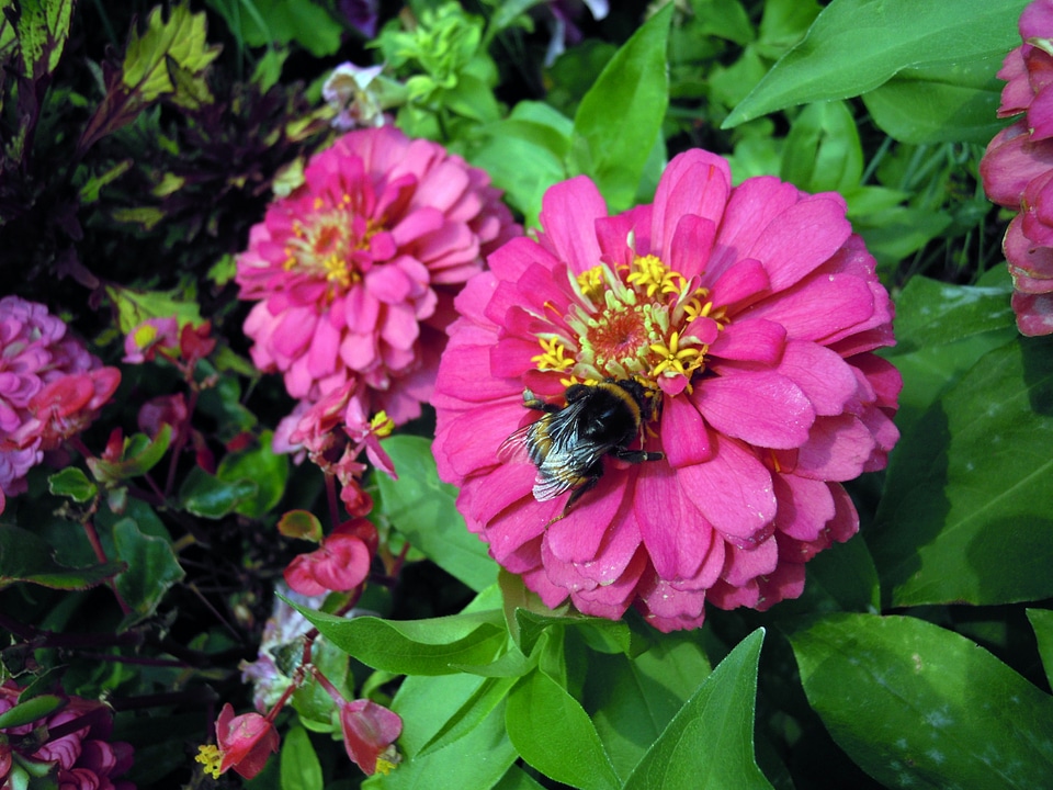 Hummel bloom flowers