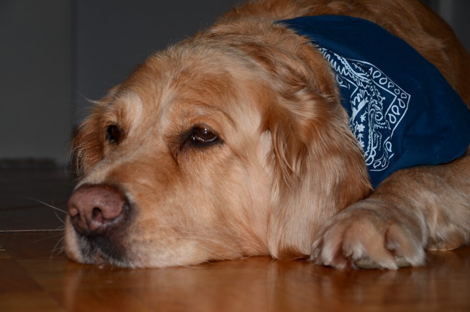 Pet golden retriever head big dog