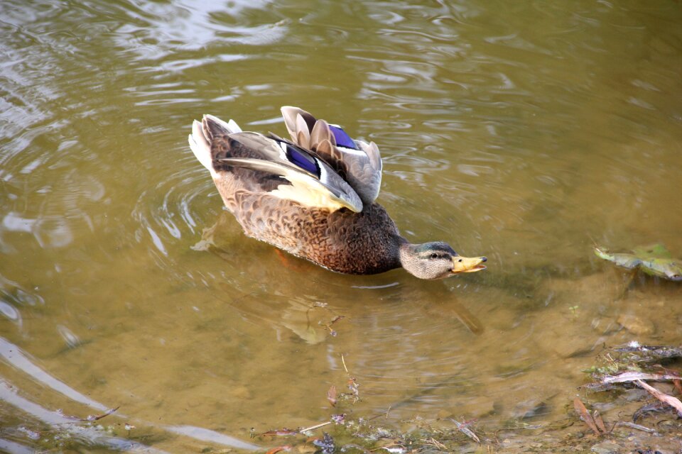 Pond park water bird
