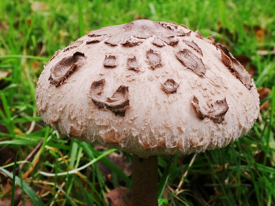 Giant schirmling forest autumn