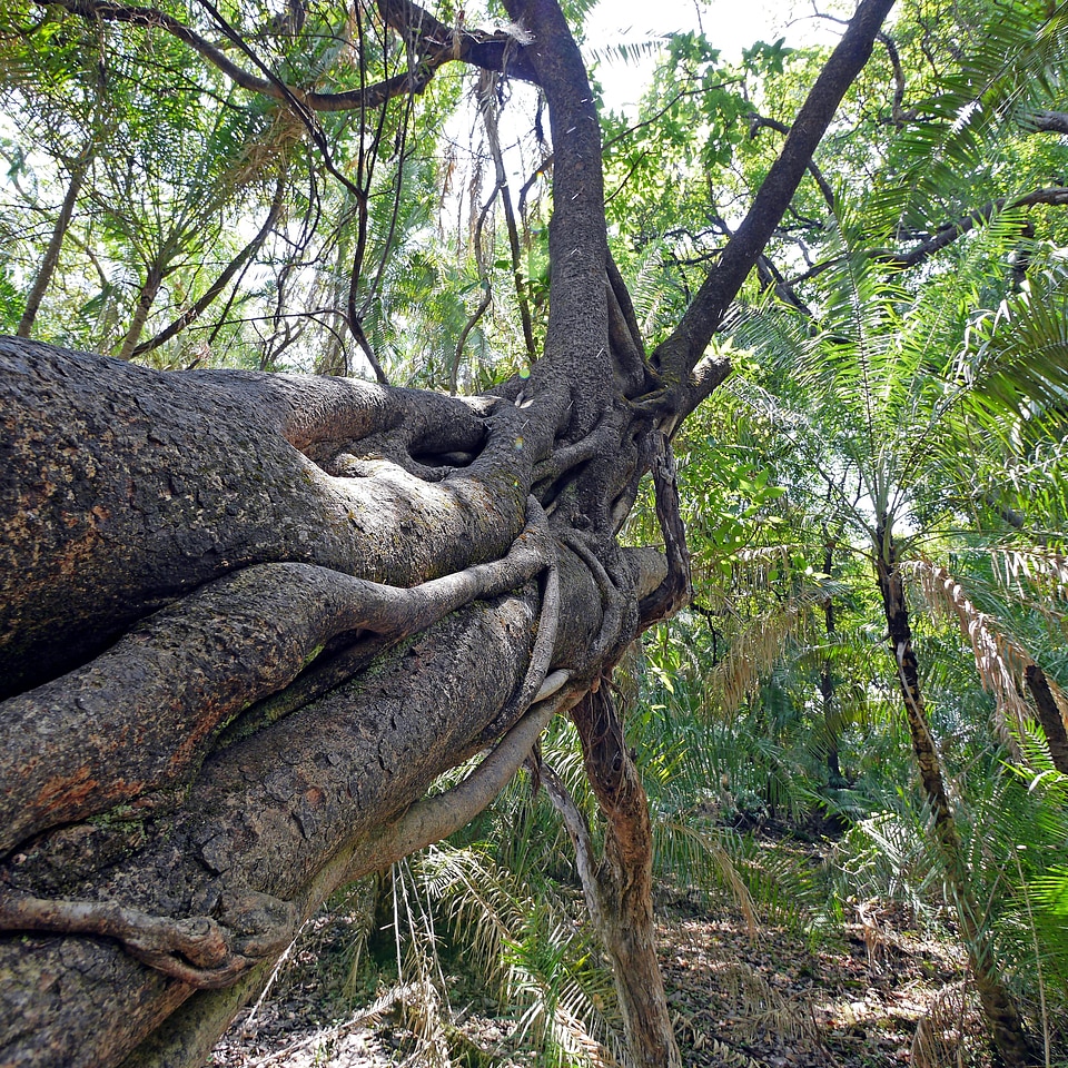 Tree jungle zimbabwe