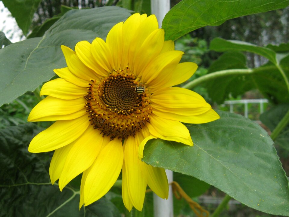 Plant nature