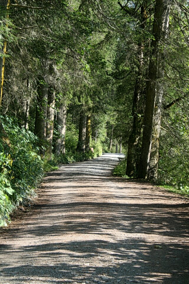 Pine forest road light