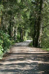 Pine forest road light