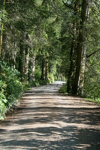 Pine forest road light photo