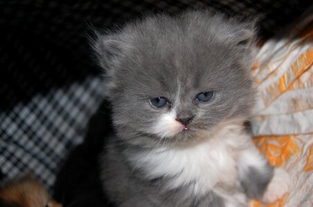 Toddler kitty pet