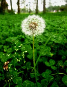 Wild flower plant