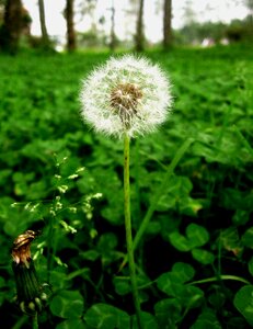 Wild flower plant photo