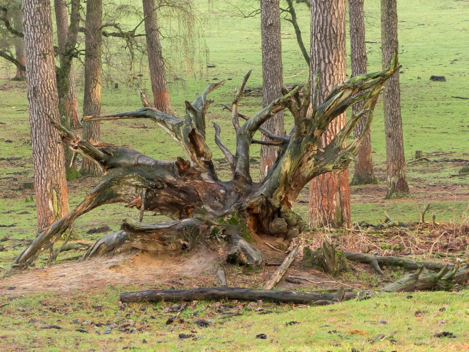 Nature log overturned