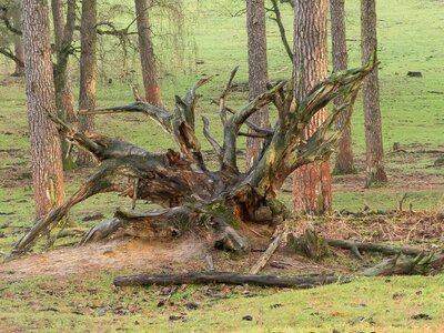 Nature log overturned