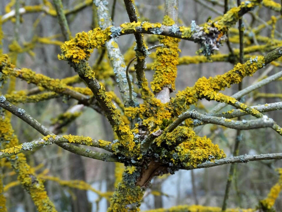 Bush weave gnarled