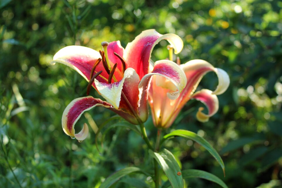 Flowers nature beautiful flower