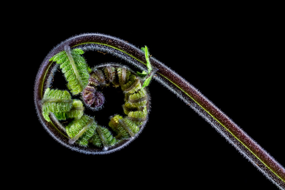 Fern young fern fresh shoots