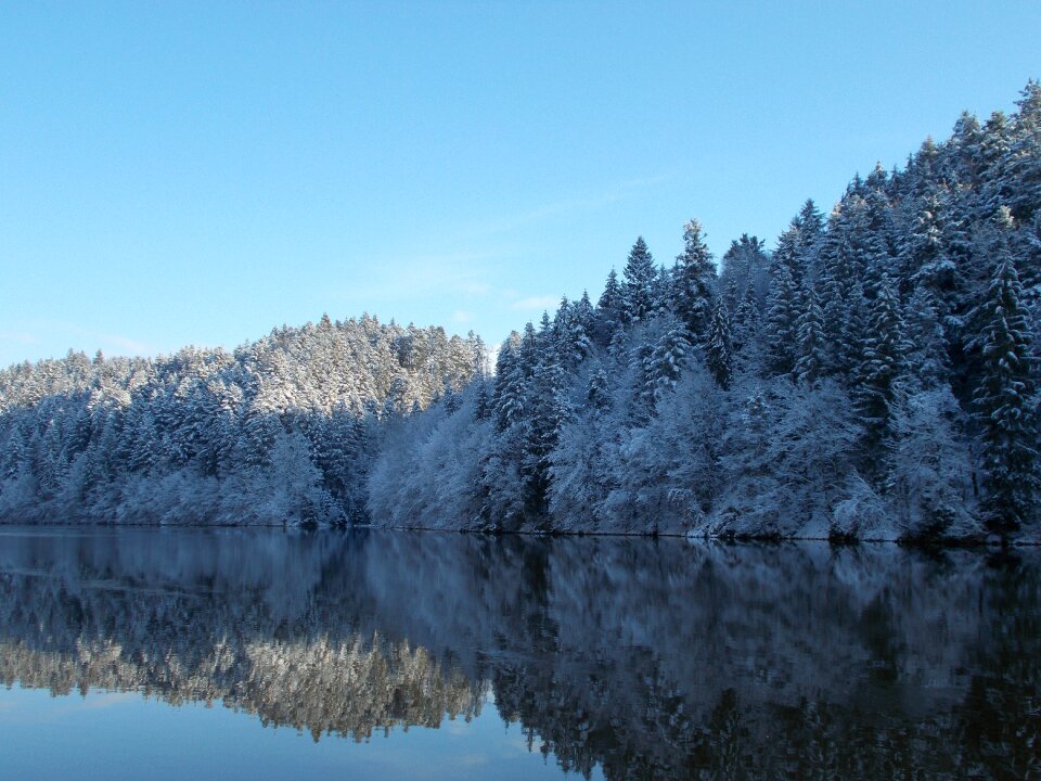 Forest nature mood