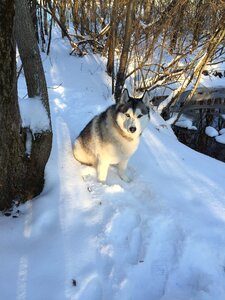 Nature white cold photo