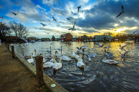 Swans nature water