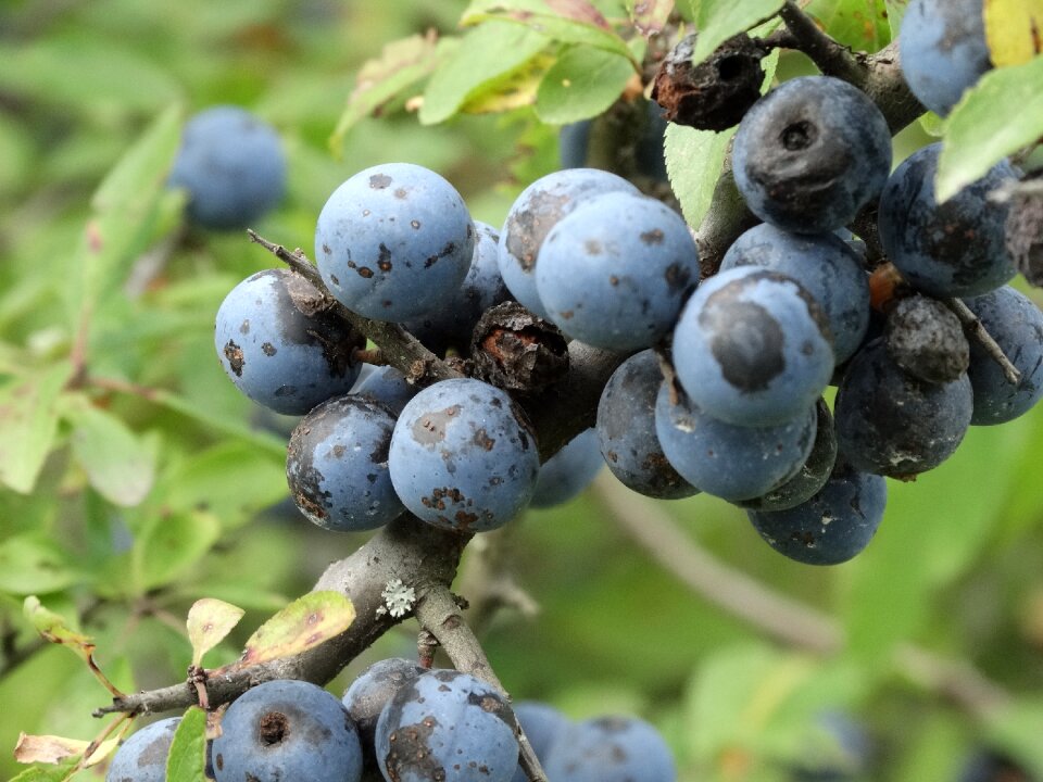 Berries fruit blackthorn