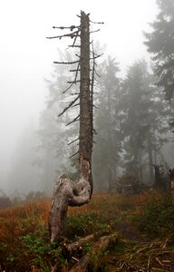 The fog tree beauty