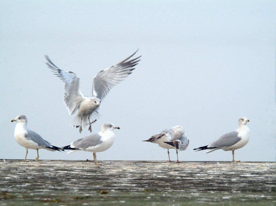 Birds wildlife
