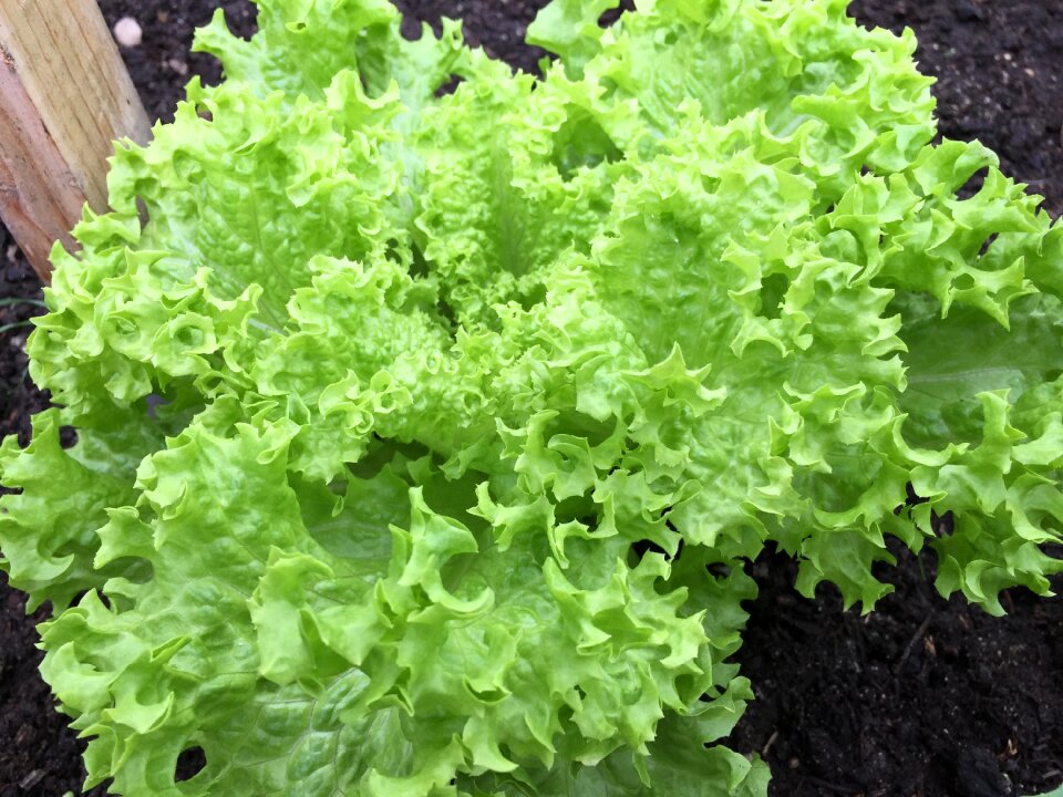 Eat healthy endive yellow