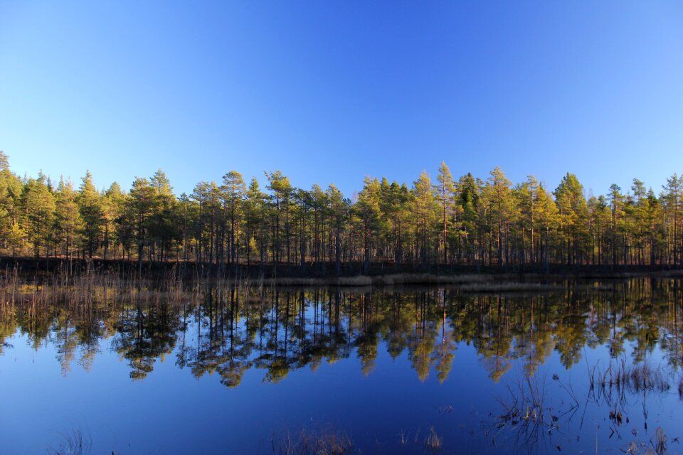 Forest plant idyll