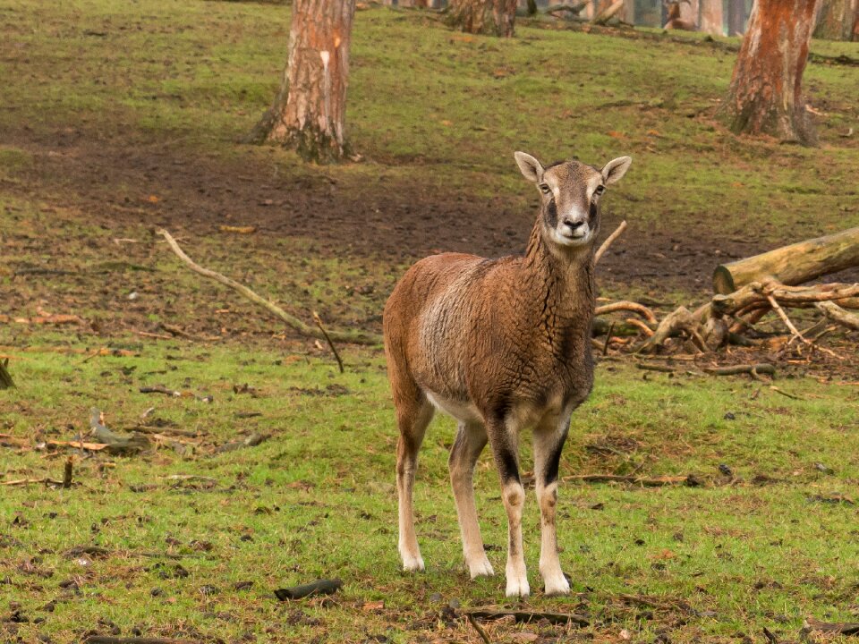 Paarhufer young winter fur