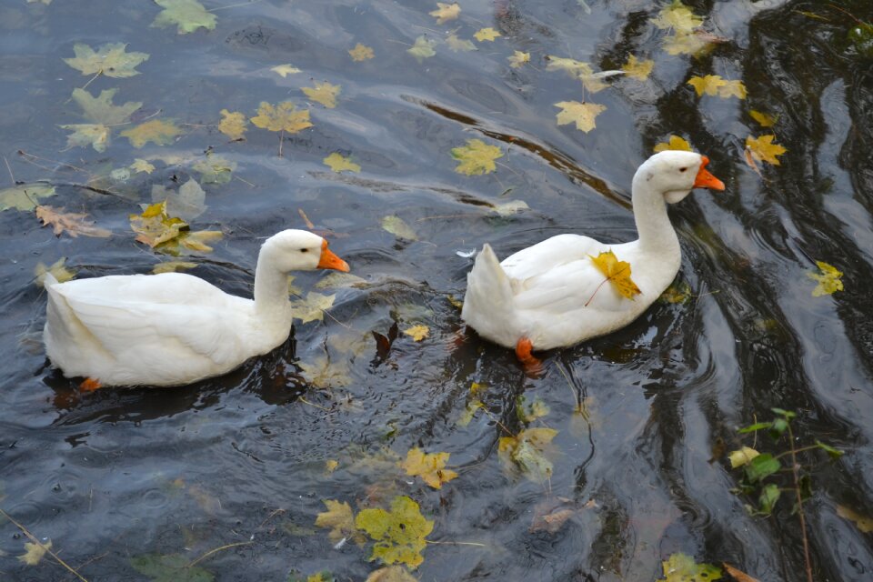 Pond birds leaves