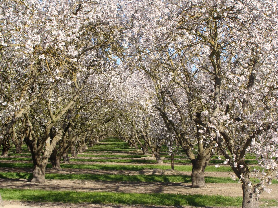 Spring springtime blossom