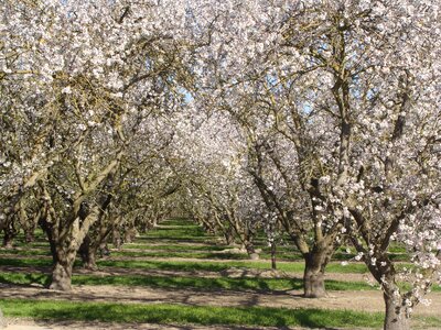 Spring springtime blossom