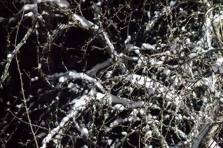 Softwood coniferous wood evergreen